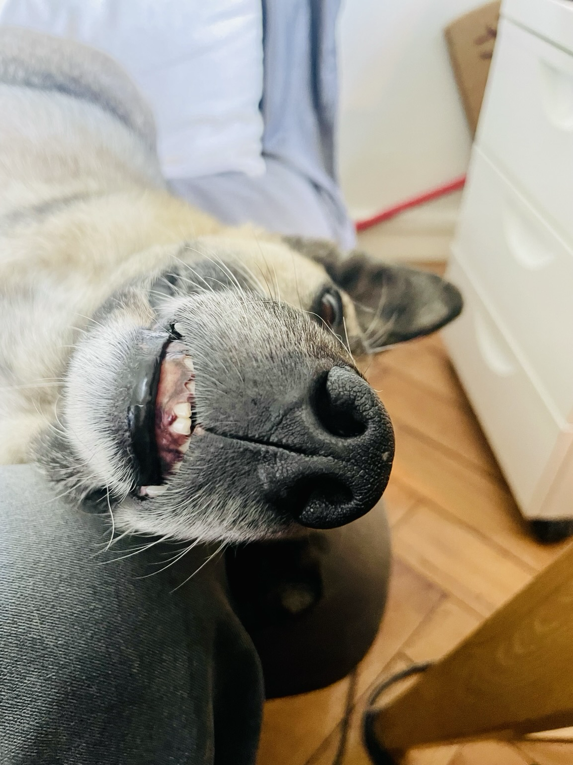 Der Hund liegt auf dem Sofa im Arbeitszimmer und schaut mich mit halb geöffnetem Mund an