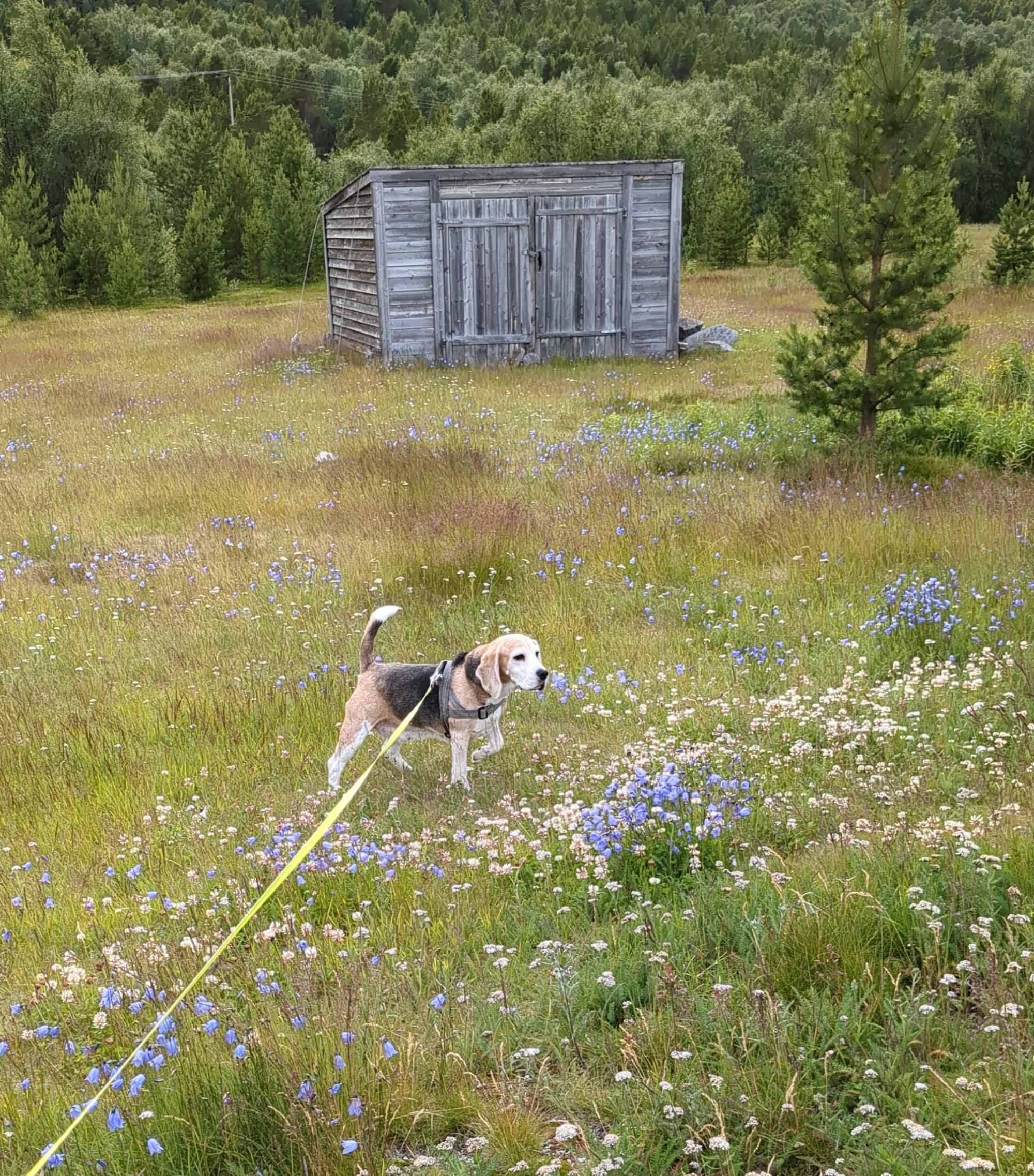 A standing beagle dog in a field of bluebells and white clover. Old wooden grey shed in the background. Pine and birch trees surround the field.