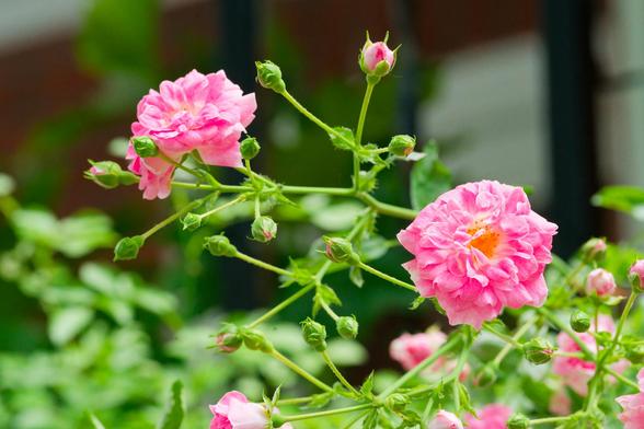 Two roses are prominent near the center with foliage coming up from below and angular shapes of a building facade in perspective behind