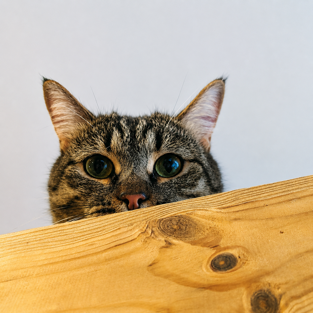 A close up photo of a tabby cat with large green eyes peeking over a smooth wooden plank. The cat’s ears are upright and alert, and only the upper part of its face is visible above the light colored wood. The background is a plain, softly lit white wall, giving the image a clean and cozy feel.