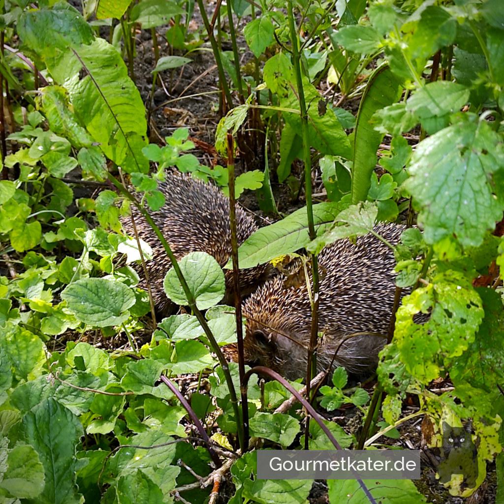 Wildlife im Fuhnegarten
