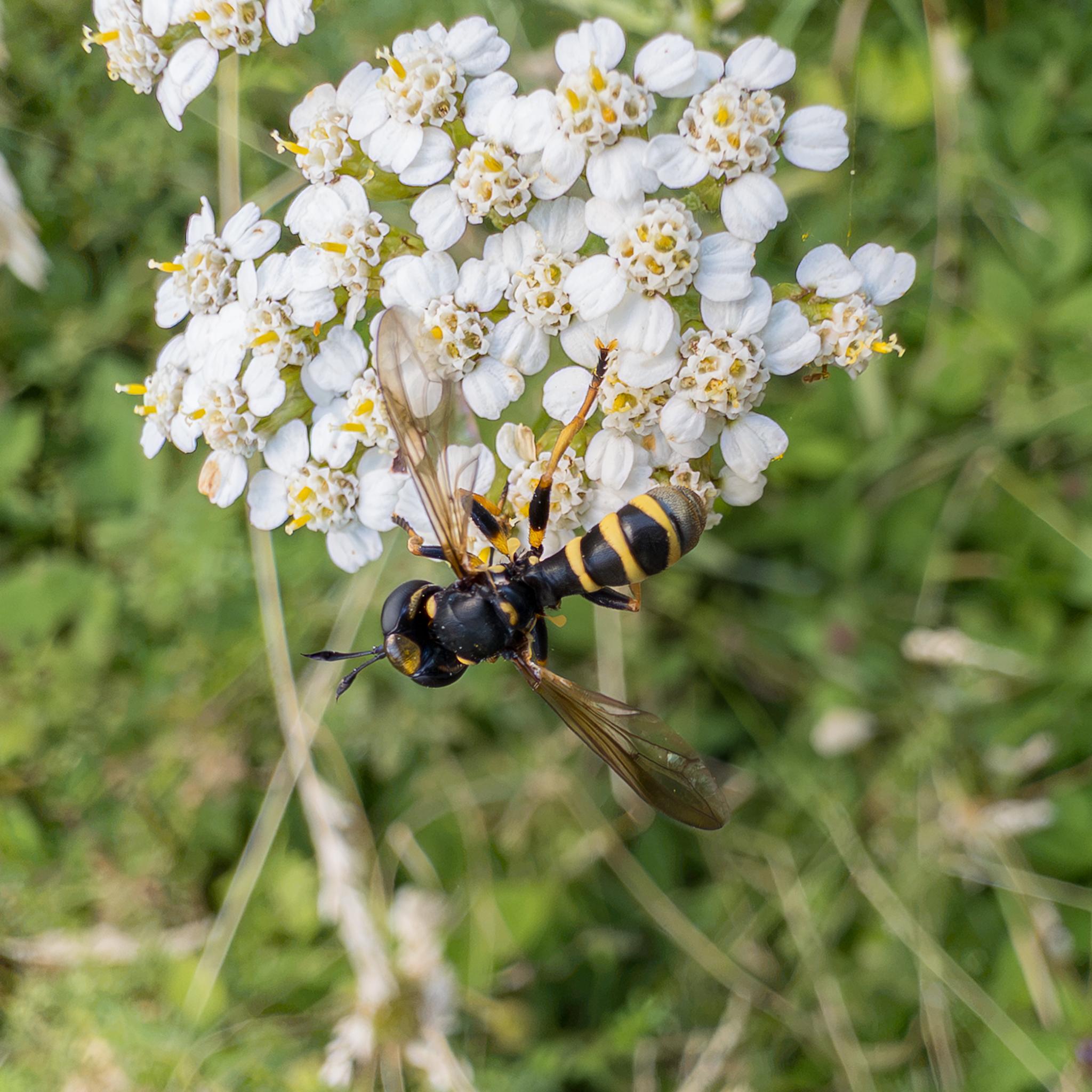 The same fly seen again from above showing pretty much the same features, except the tip of the abdomen can now be seen – it is a bronze colour with very fine hairs.