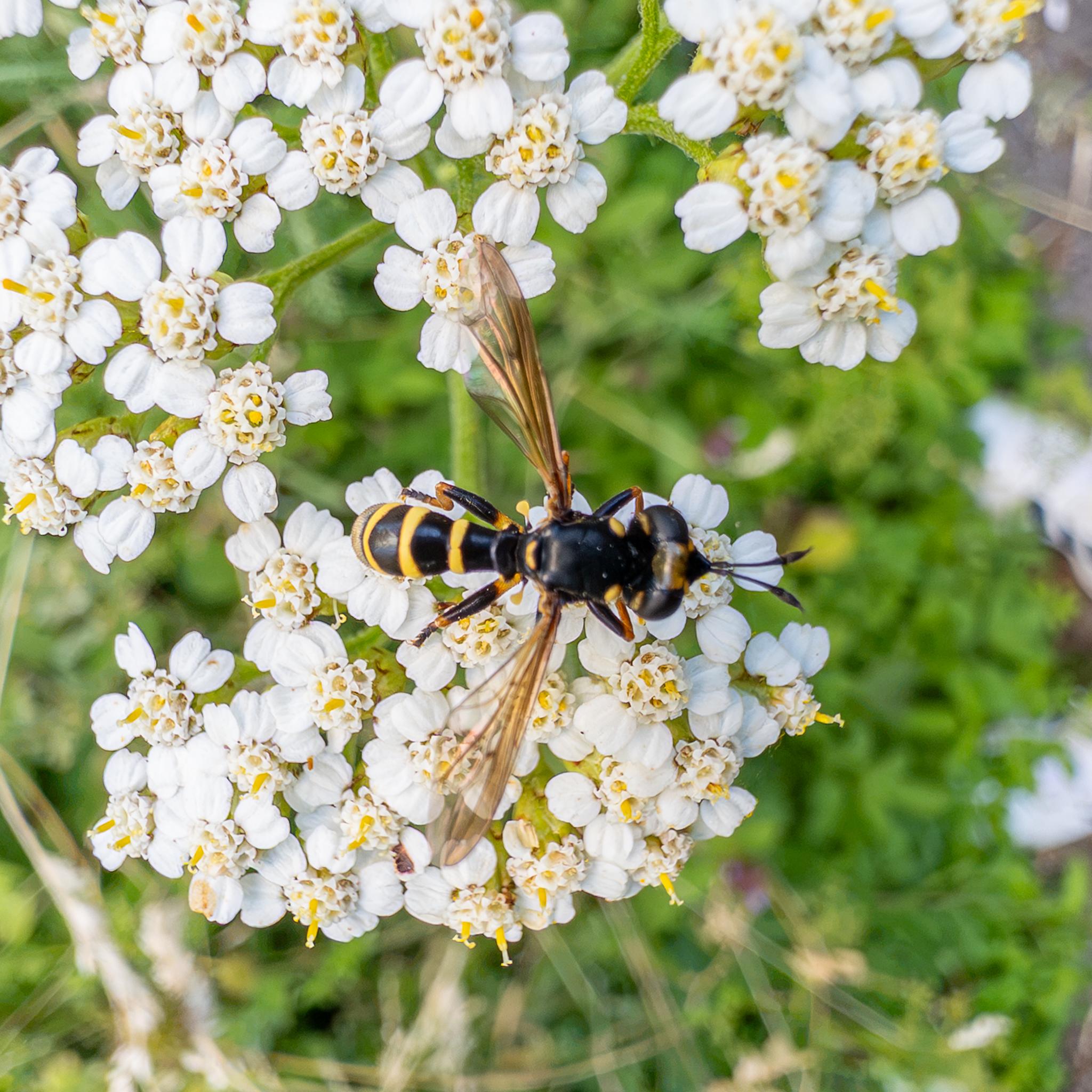 A small fly seen from above on the white flowers. The fly has a large black head with a distinctive translucent yellow patch between the eyes. The thorax is black with some small yellow markings, while the abdomen is black with several yellow bands. The legs are black and yellow, and the wings are clear brown.