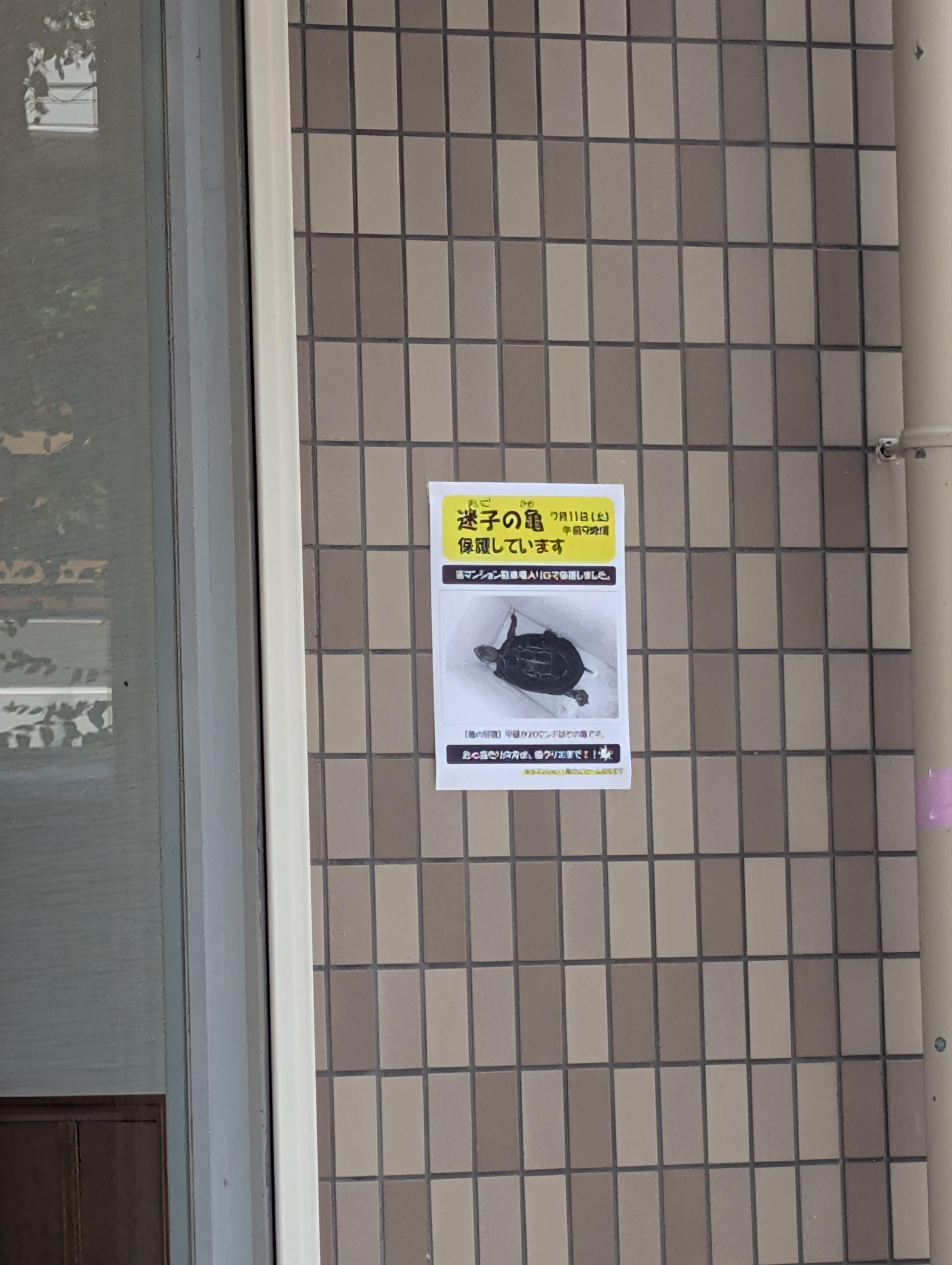 迷子の亀を保護しています
張り紙