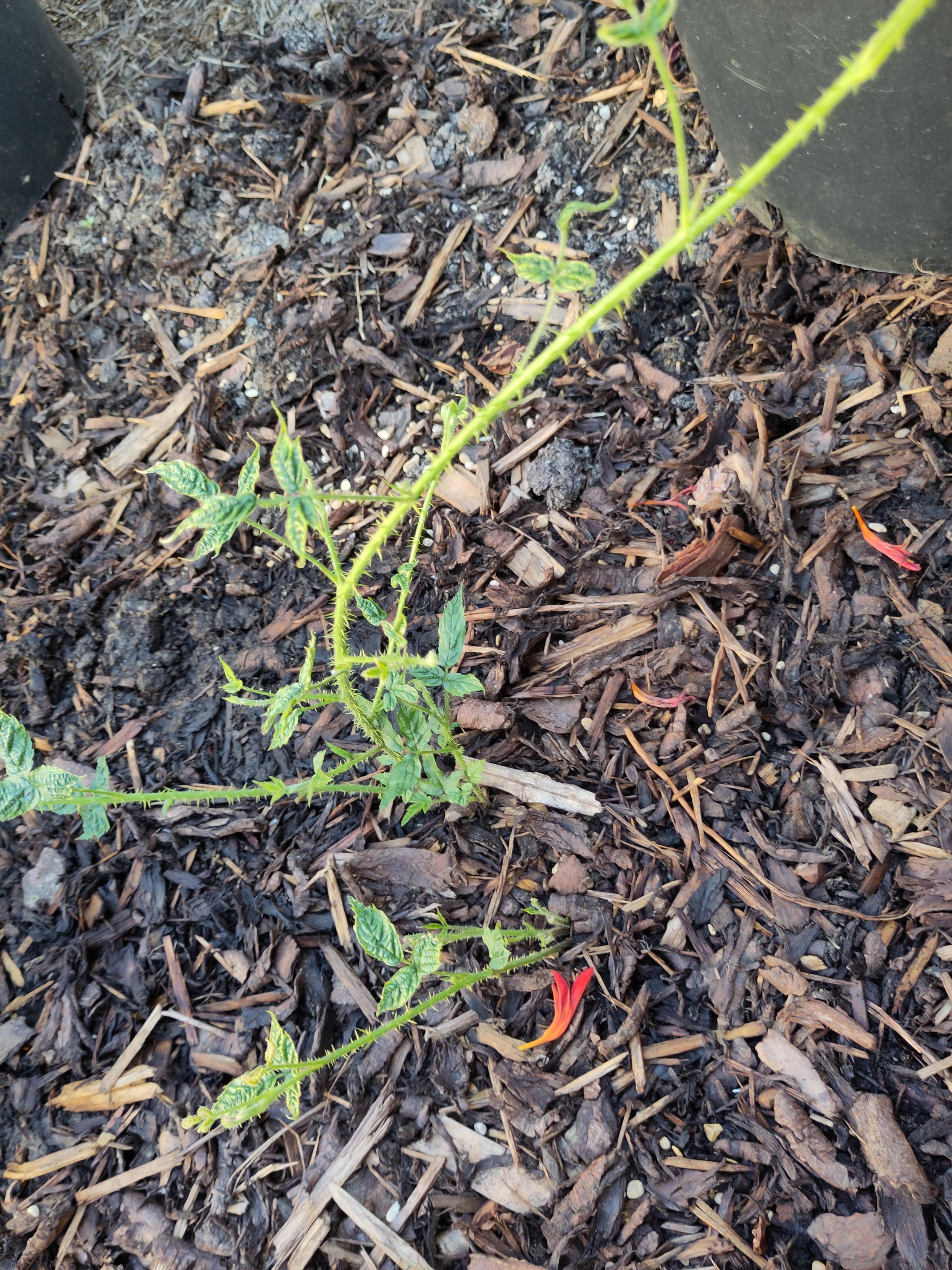 A thriving bramble shoot pushing through bark mulch.