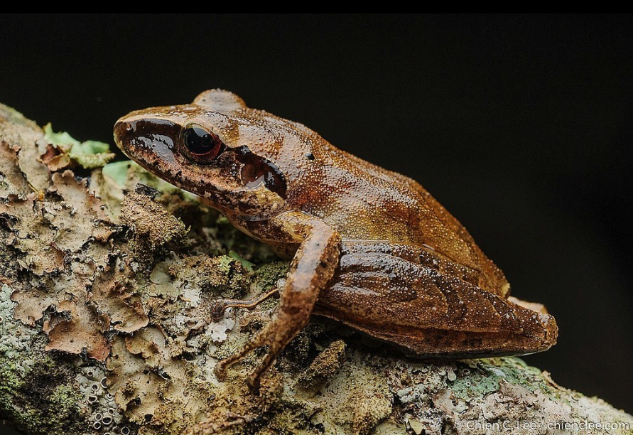 A rough-skinned, golden-brown frog with a pointy snout sits on what looks like a moss- and lichen-covered piece of wood.