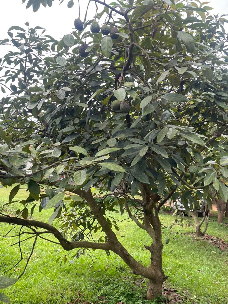 A healthy avocado tree with lush green leaves and several ripe avocados hanging from its branches, growing in a grassy garden.