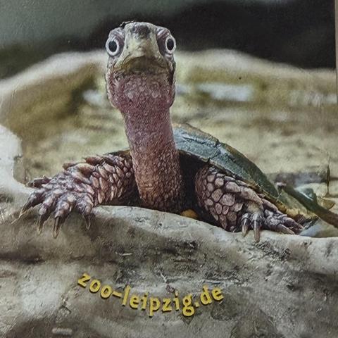 A baby turtle from zoo Leipzig looking… incredulous