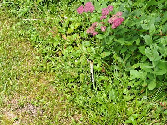 Rantakäärme pää pystyssä heinikon reunassa 