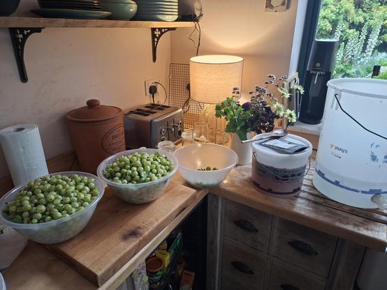 About 5kg gooseberries.  I'm going to need 12.5kg to fill the big brewing bin with gooseberry wine. 