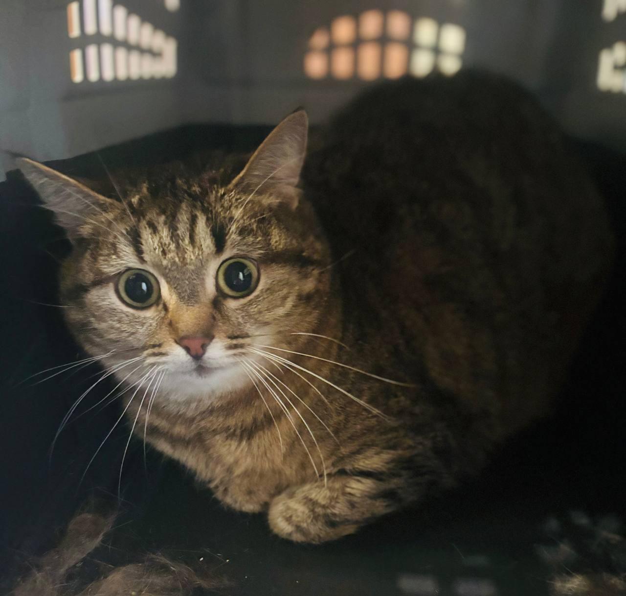 A close-up shot of a brown and black tabby cat with large, round, green-yellow eyes and prominent white whiskers. The cat is tucked into a loaf position inside a dark grey pet carrier. Light shines through the ventilation slots of the carrier in the background, illuminating the cat's face and fur.