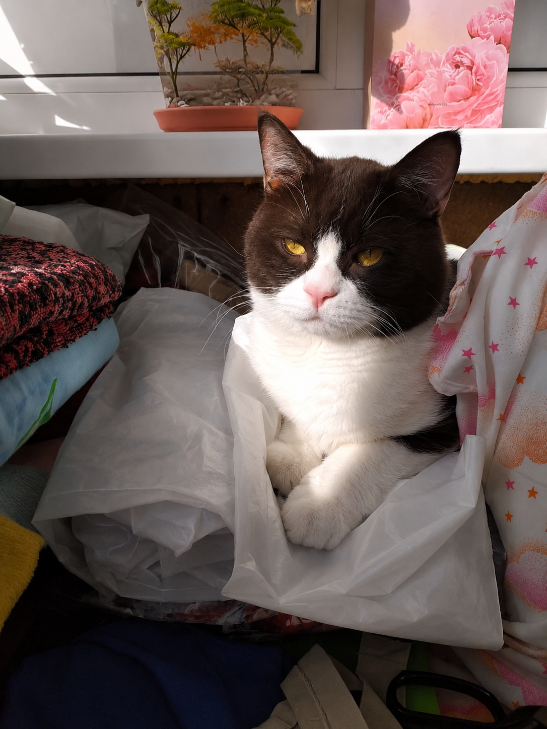 A black and white tuxedo cat with golden eyes sits comfortably inside a white plastic shopping bag on a cluttered windowsill. Warm sunlight highlights the cat's face and paws, while folded blankets, fabric, a small potted plant, and a pink floral gift bag create a cozy indoor scene.