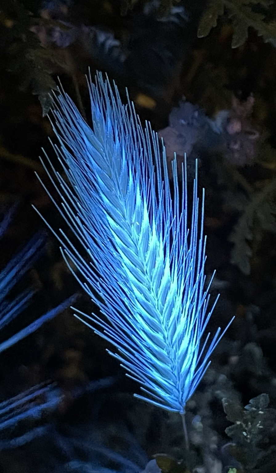 A close up of a grass seed head at night glowing blue under the light of an ordinary handheld uv light. It looks like a glowing blue feather.