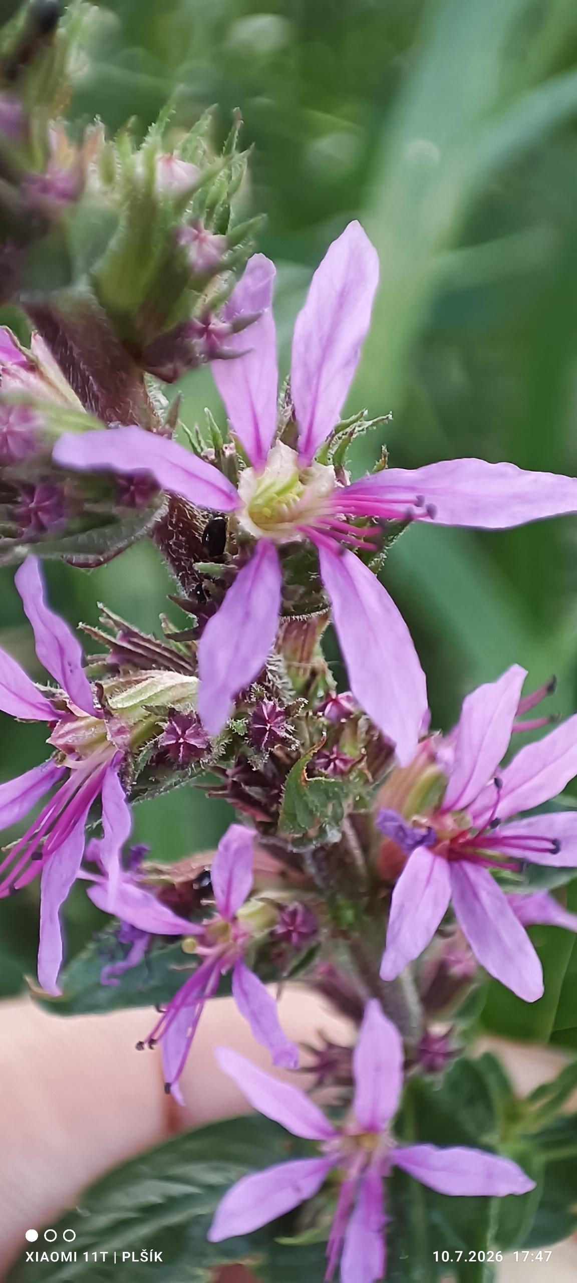 The enlarged photograph shows several purple-pink flowers with long, narrow petals. Their centers are yellow and contain purple stamens. The background of the photograph is green.