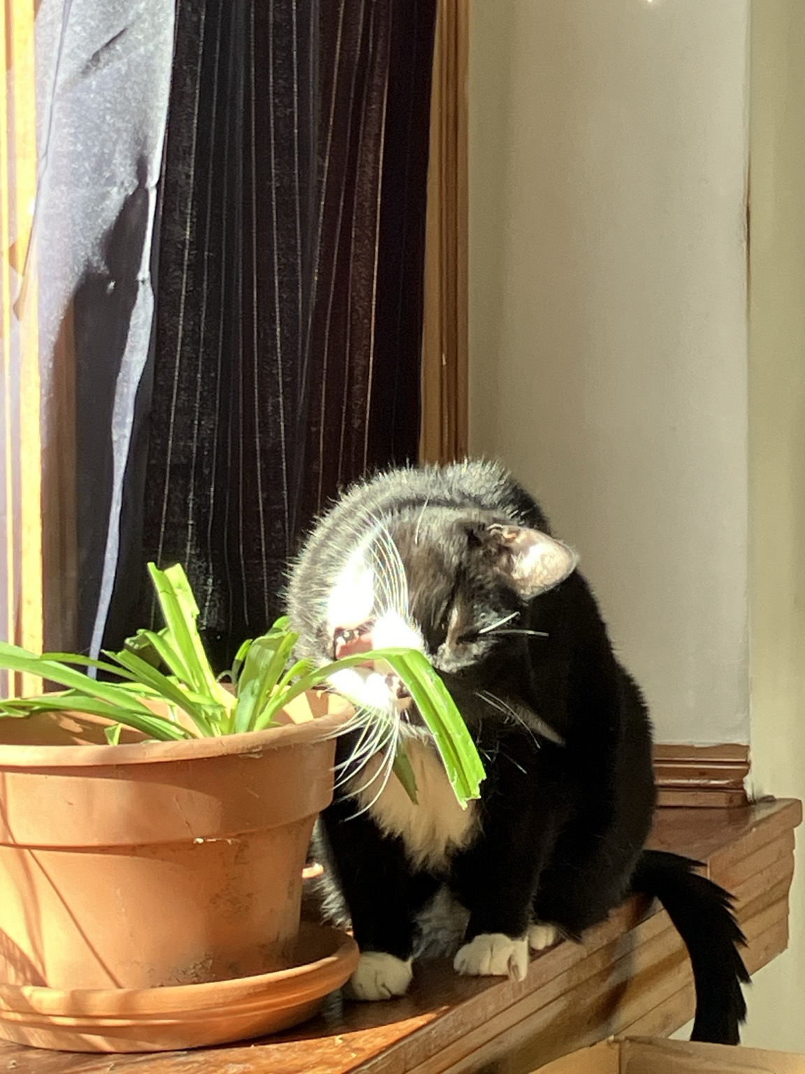 Cat with his head tilted sideways and his mouth wide open as he tries to chomp a leaf of a spider plant