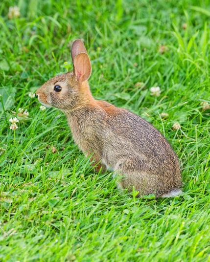 Cute little bunny looks alert and looks to the left with his ears up on lawn with just a little clover