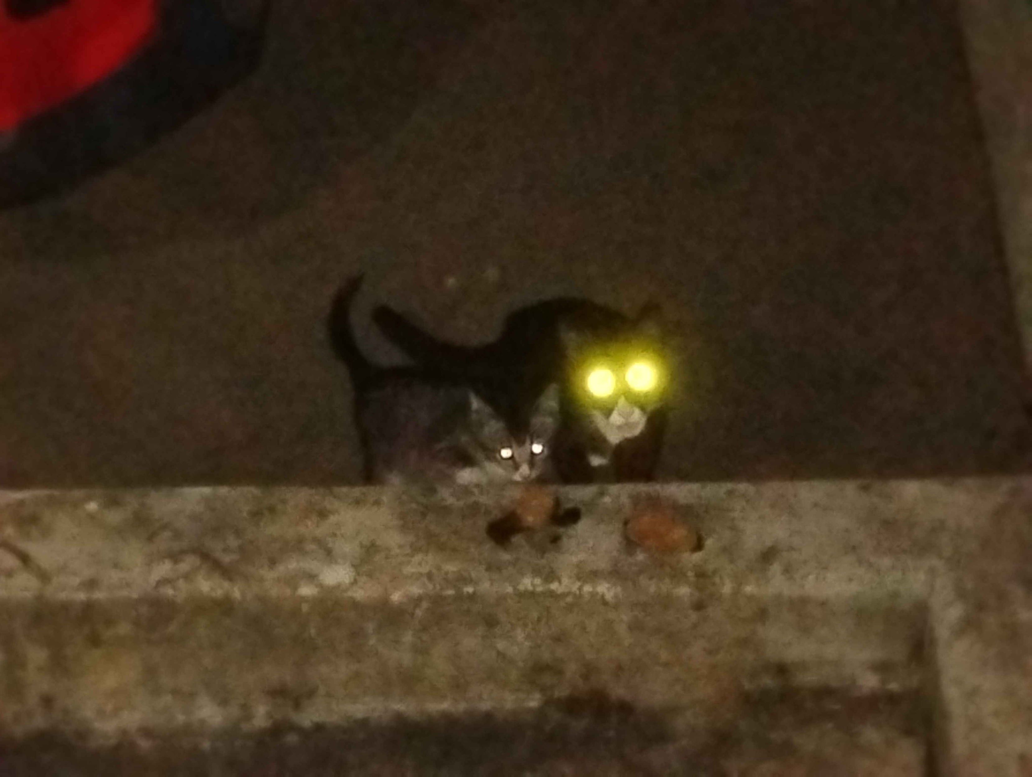 A very blurry, with the flash enabled, photo of a, what I currently describe as, dark grey kitten with it's tuxedo parent. Due to the aforementioned flash setting being enabled, the kitten looks like it has laser eyes, while the mom has those big yellow flashing alien eyes.