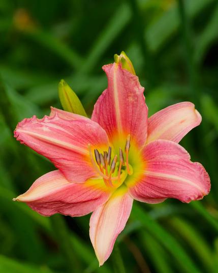 Pink flower with six pink petals that turn yellow near the center with lots of long green leaves going in different directions far behind