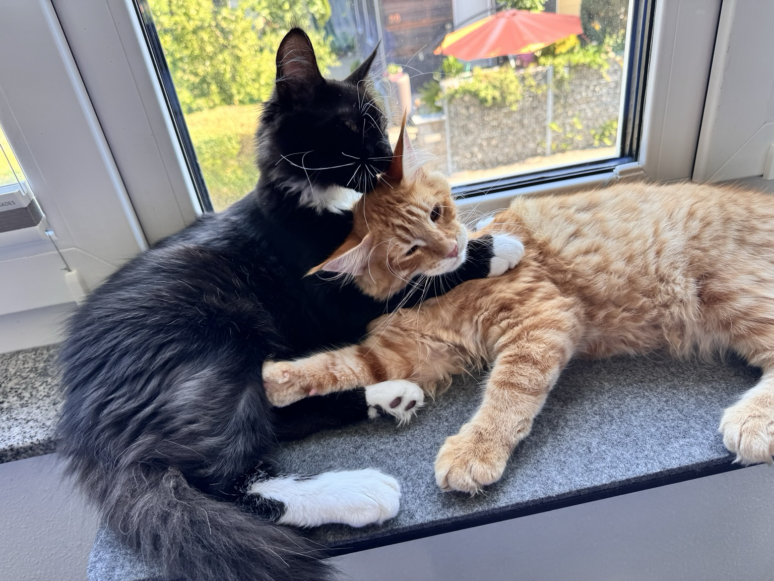 Two cats cuddling on a windowsill