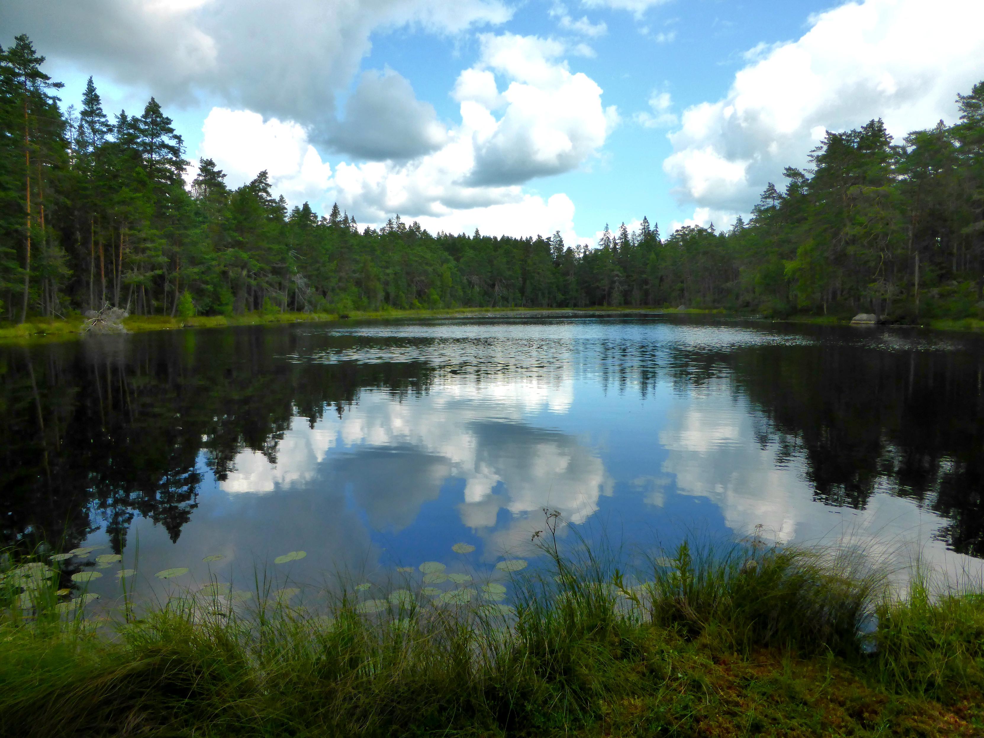Ein See im Nationalpark Norra Kvill, in dessen Wasseroberfläche sich der blaue Himmel mitsamt Wolken spiegelt. Umgeben ist der See von sattem grün.  Seerosenblätter befinden sich in ufernähe. Schweden 2019