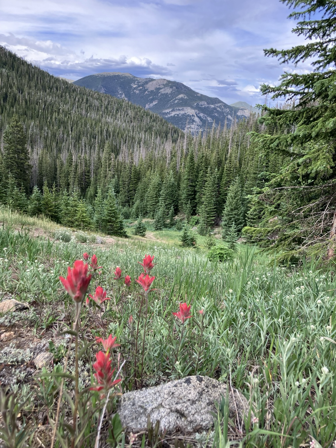 Red wildflowers in a mountain valley, Hidden Valley, Rocky Mountain National Park, Colorado