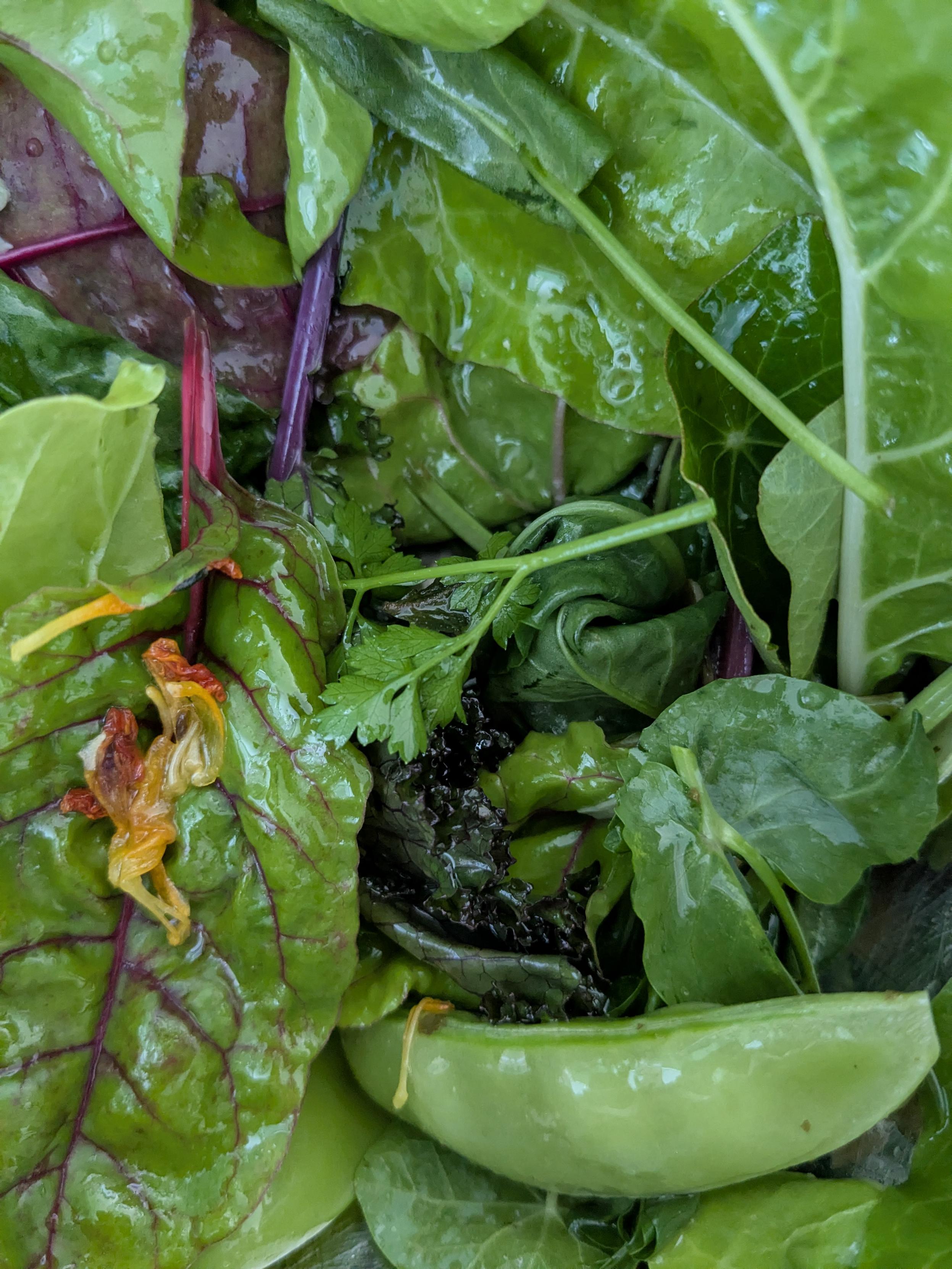 Image displays a close-up inside a metal salad bowl: showing a hot weather Urban garden salad with chard, nasturtium, purple kale, snap peas, sorrel, pea shoots with preserved pesto and Costco artichokes for dressing.