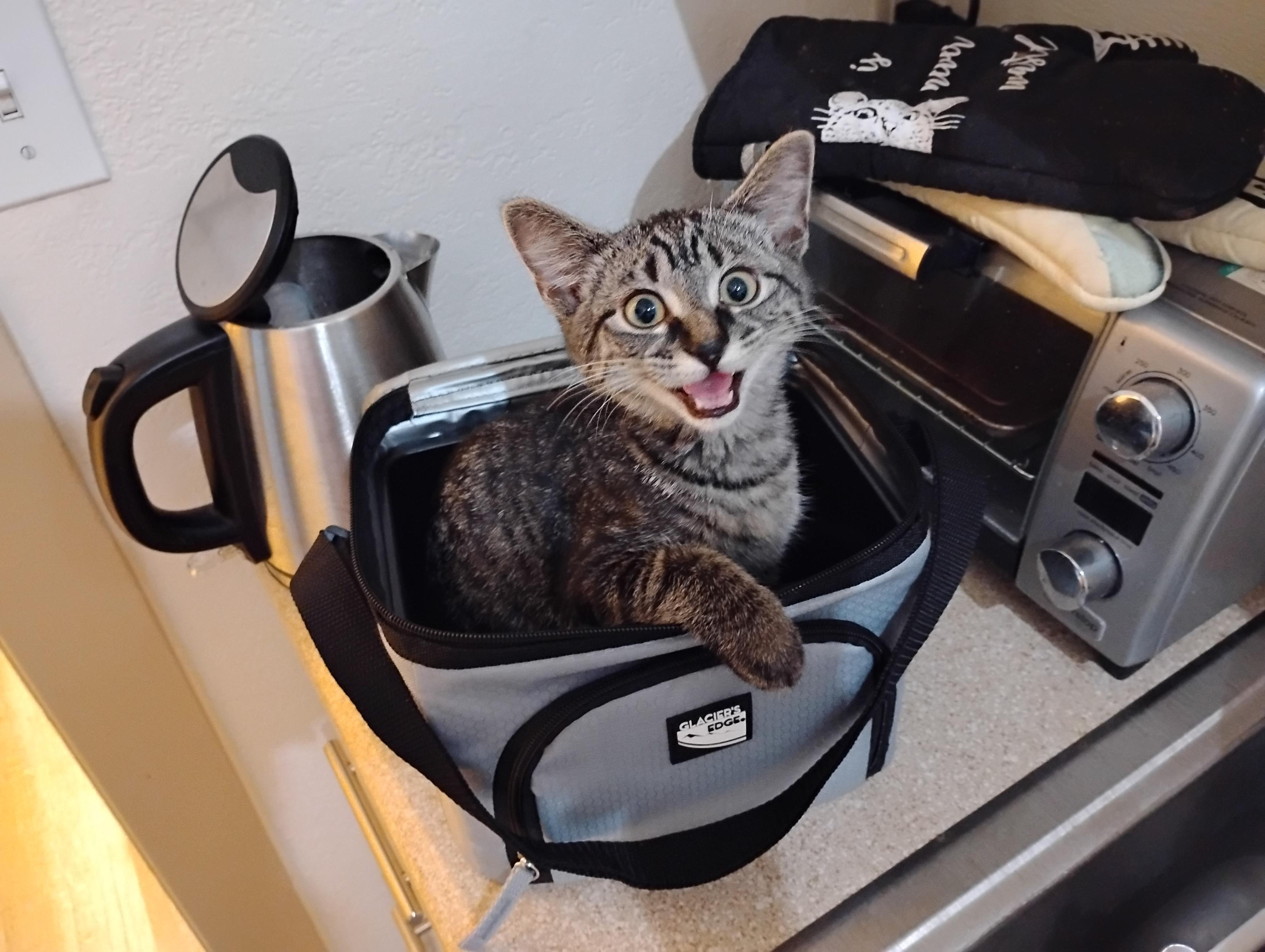 An early photo, Circa December of 2025, of Totoro [in kitten form] sitting inside a grey and black lunch box. He is sitting inside an open lunchbox looking up towards the camera with his mouth partially opened, while his front left paw is draped over the top of the lunchbox.