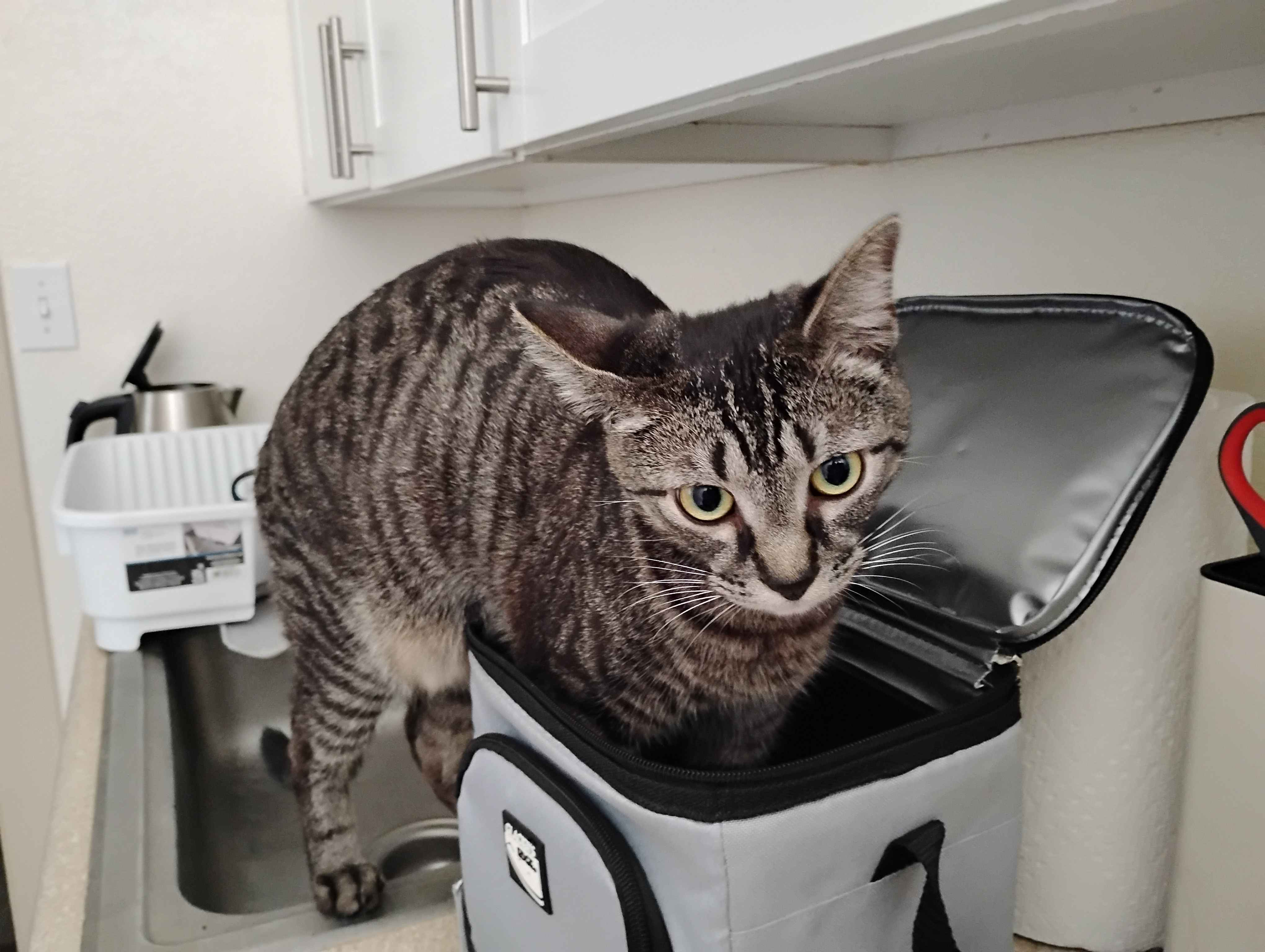 A photo of Totoro [kitten] as of today with his front legs inside of the same grey and black lunchbox he was able to sit in 7 months back. As you can tell, he only wants to put his front legs inside the lunchbox, as he's gotten so big. They grow up to damn fast I tell you.