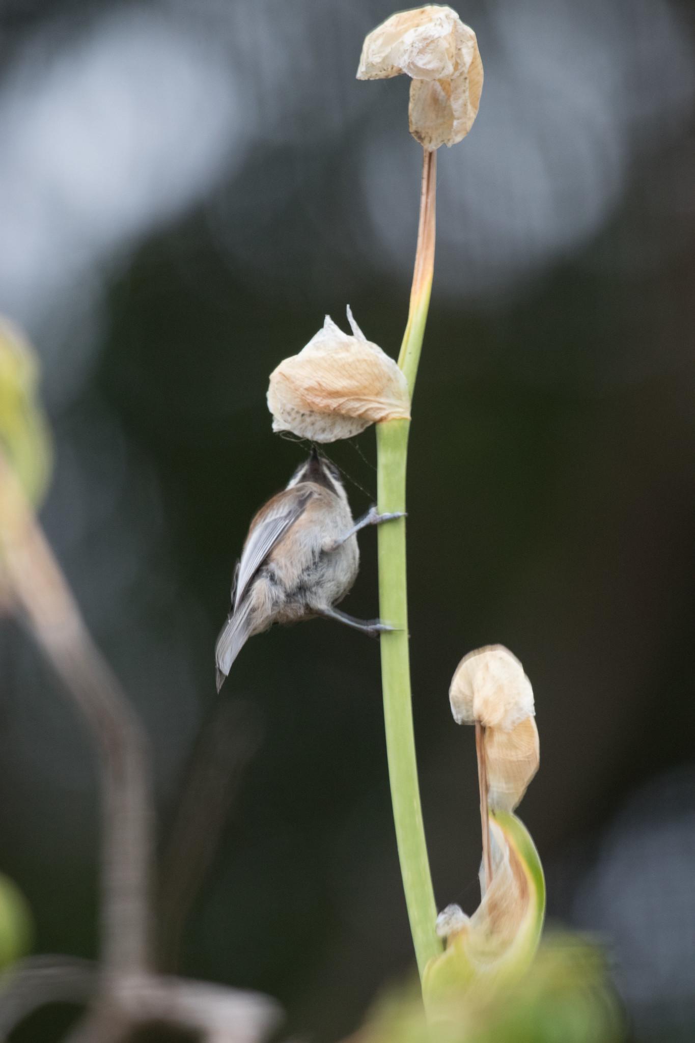 The birds in our photos are not posing for us.  They are just going about their lives.  I'm thinking maybe there's nectar in these flowers or this chickadee likes to munch on pollen.

From my point of view, this chickadee looks beautiful.  And the pale peach-colored blossoms are beautiful too.  Behind the bird and the stalk of flowers, the background is dark and blurry.