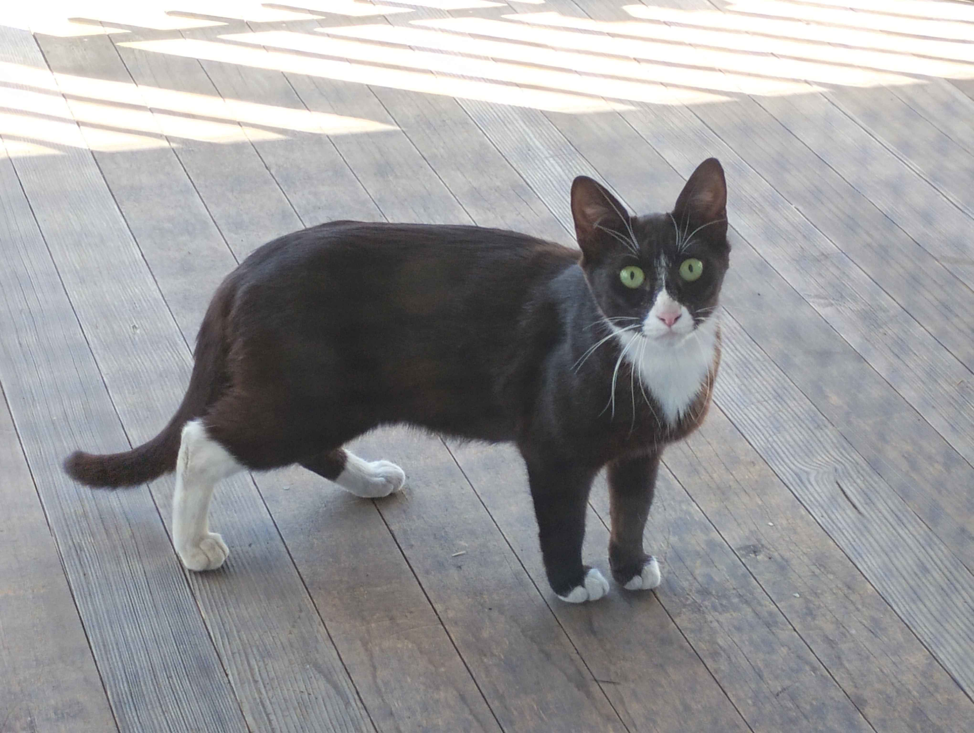 A day time photo of the Tuxedo cat. It is standing on a wooden porch like area looking directly at the camera. The photo was taken behind a window screen.