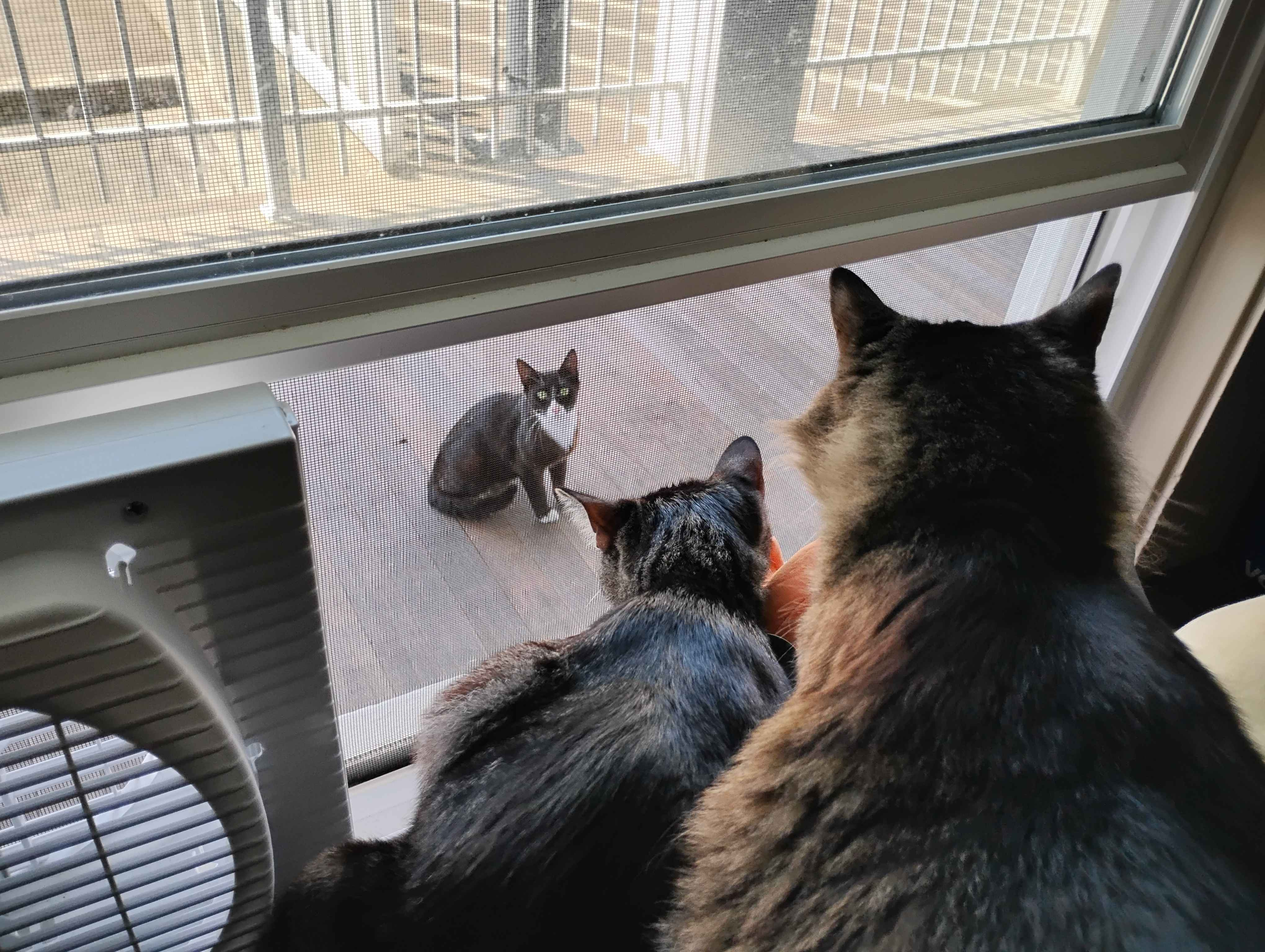 A photo of Totoro [kitten] centered in the middle of the photo, with Goobie [cat] hovering over Totoro on the right of the photo, while both of which are looking outside the window looking at the Tuxedo cat, which is in a sitting position, looking towards the other cats. From this perspective, the tuxedo cat looks very small in comparison to Totoro and Goobie, as the photo was taken from the perspective of above the 2 indoor cats looking outside the window.