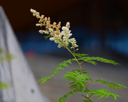 Plant with cluster of little flowers approaching vanishing point diagonally with a wedge of light colored concrete to the left and various blocks of color behind
