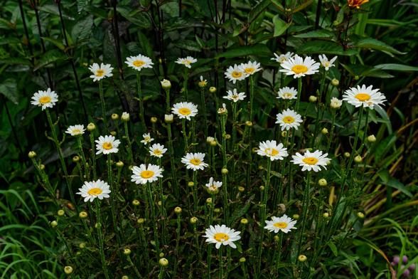 Lots of little white daisies groing straight up on tall stems seen from slant