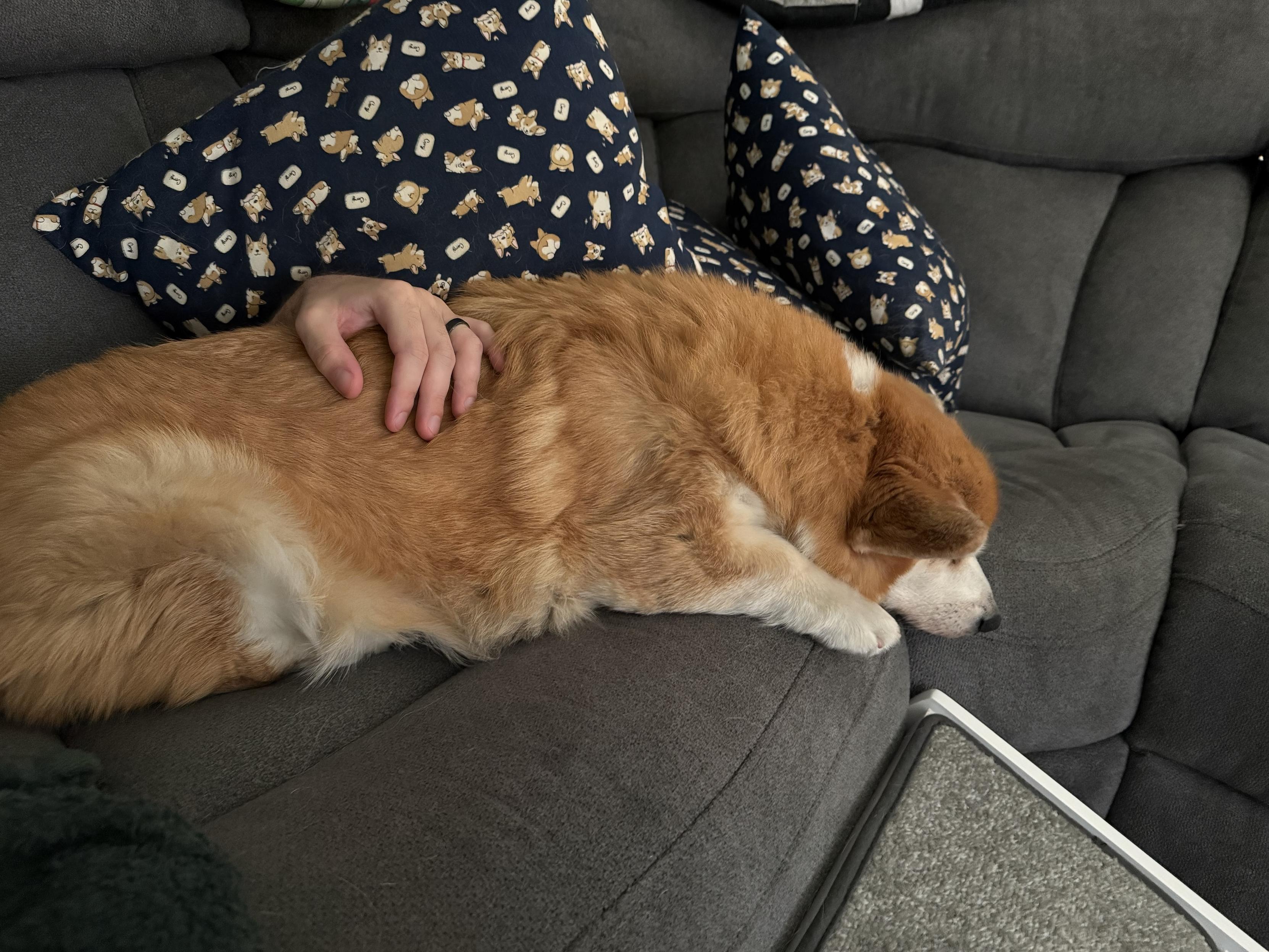 A cozy corgi lies on a couch. Behind him, decorative pillows with a playful corgi print are visible.