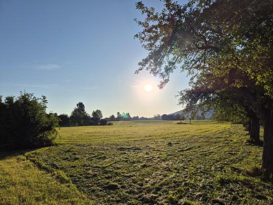 A green field with bushes on the left and trees on the right. Sun rising in the background