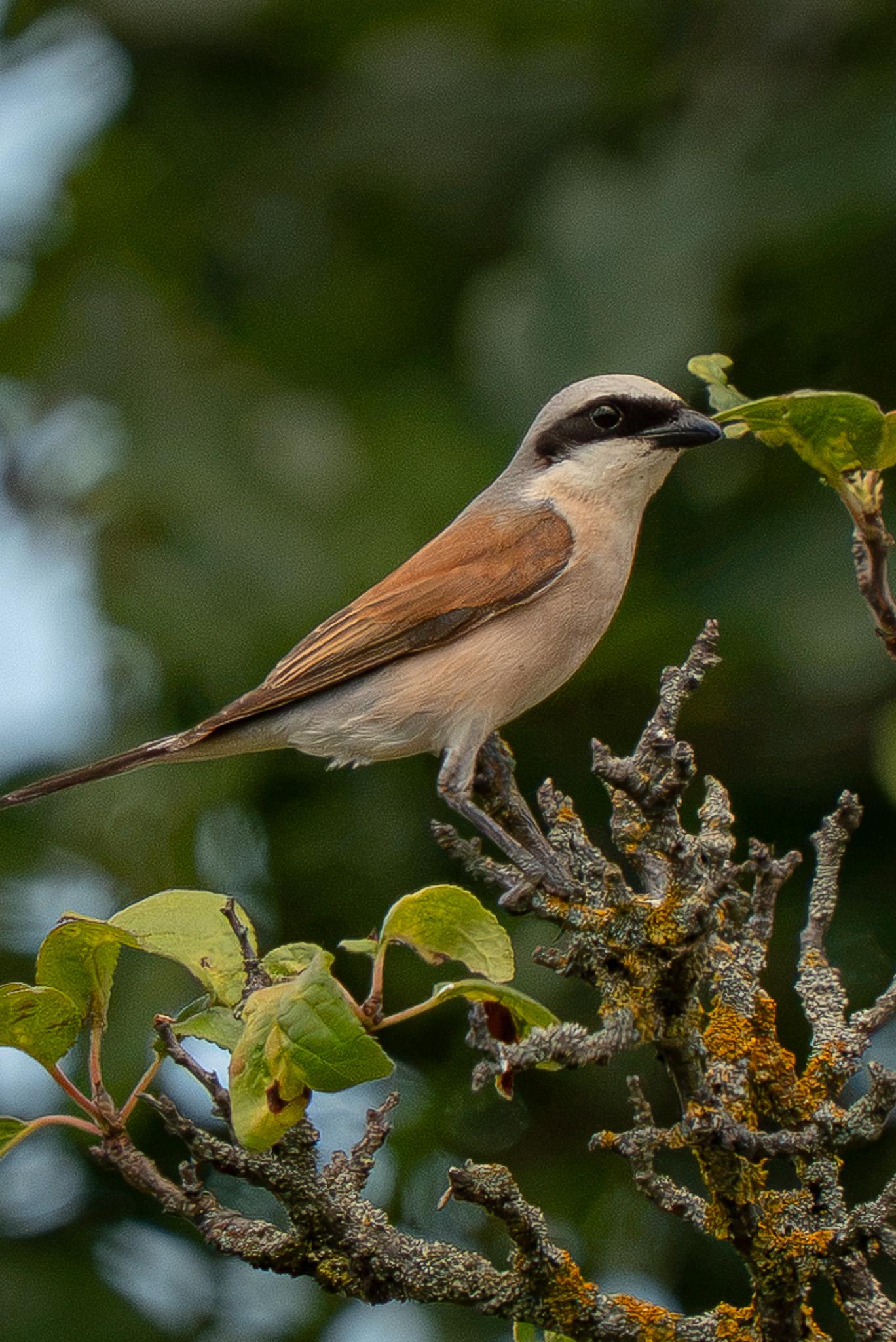 Against a blurred backdrop of trees, a male red-backed shrike is perched sideways on a mossy, multi-pronged branch. The scene is completed by another branch bearing several green leaves.