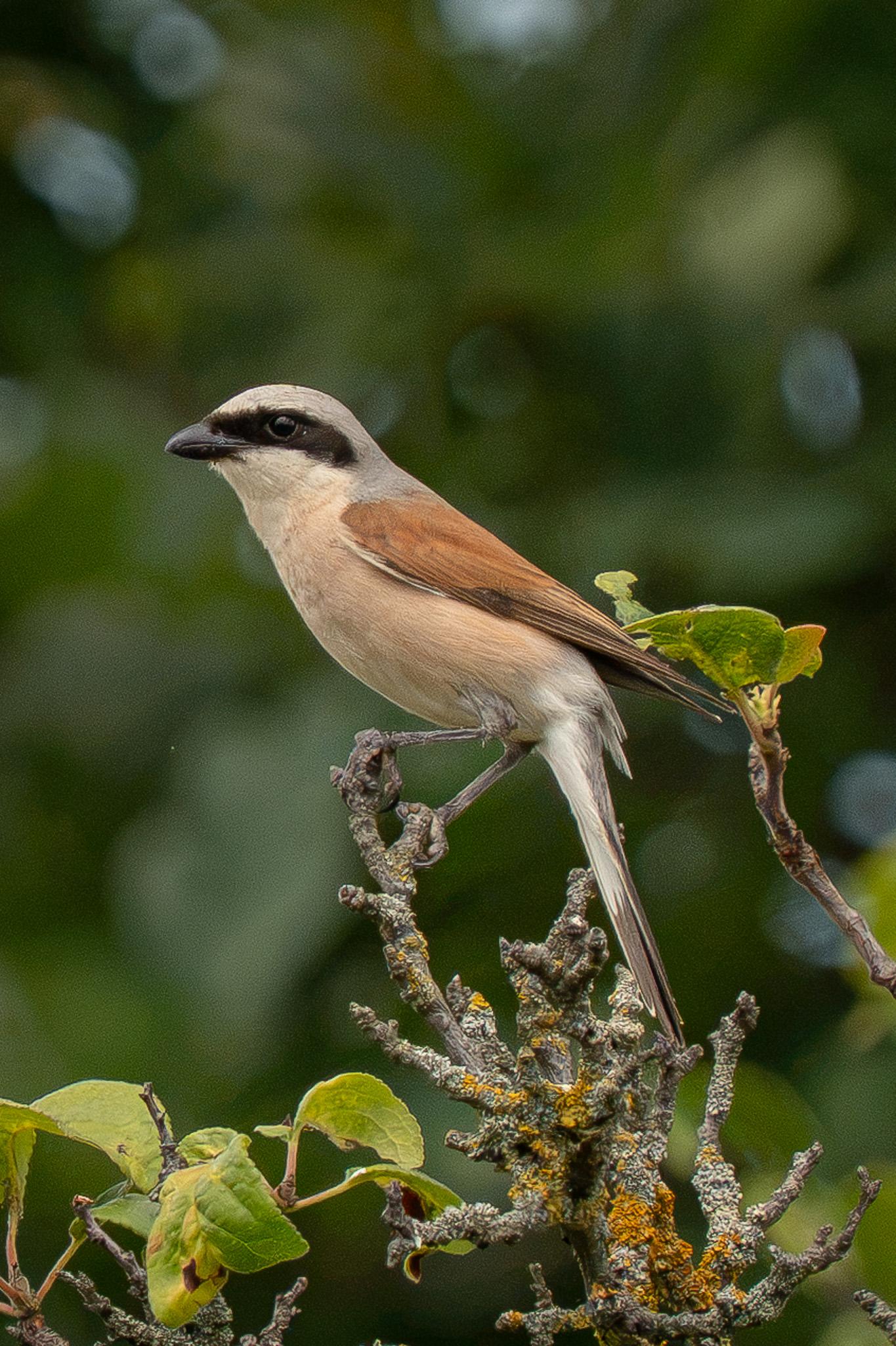 Against a blurred backdrop of trees, a male red-backed shrike is perched sideways on a mossy, multi-pronged branch. The scene is completed by another branch bearing several green leaves.