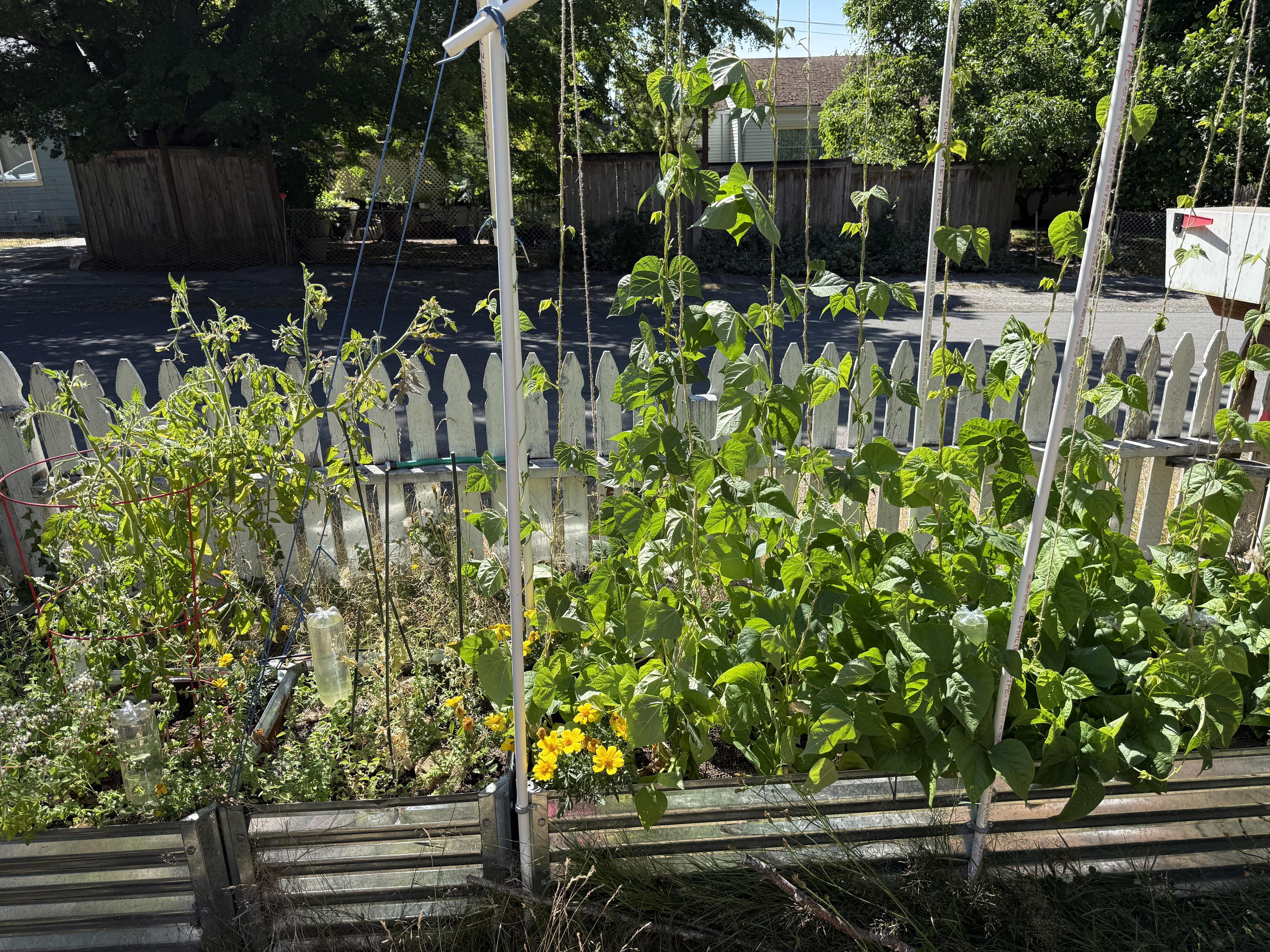 Beans and tomatoes