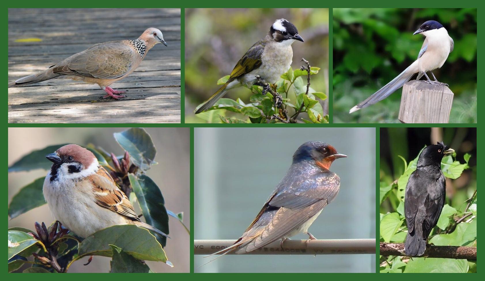 A photomontage of the birds in today's updated quiz.