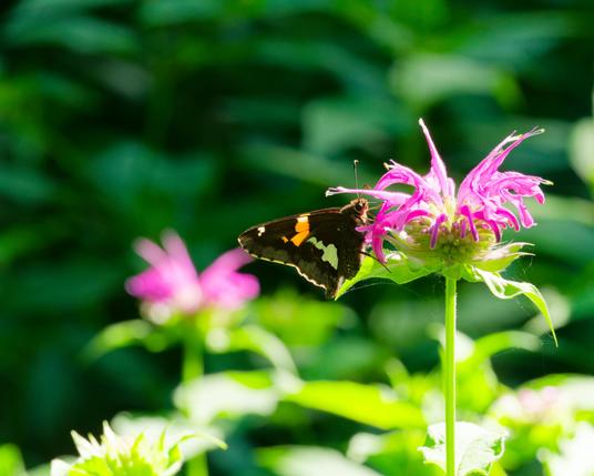Butterfly with black wings with yellow and grey patches perched on a clover-like flower with another flower blurry behind it and lots of foliage far behind