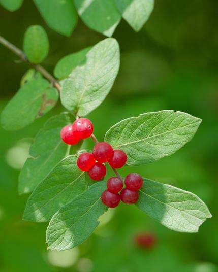 10 round red berries on a coarse stem with kinda delicate green leaves i turned the saturation down on to spare your eyes