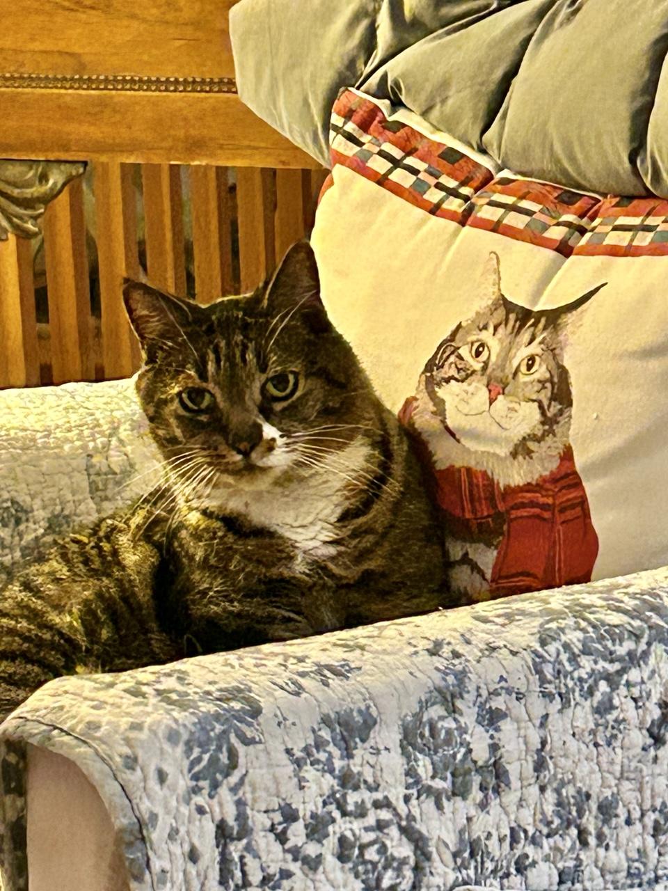A tabby cat with a white bib in a chair with a pillow that has a picture of a somewhat similar looking cat.