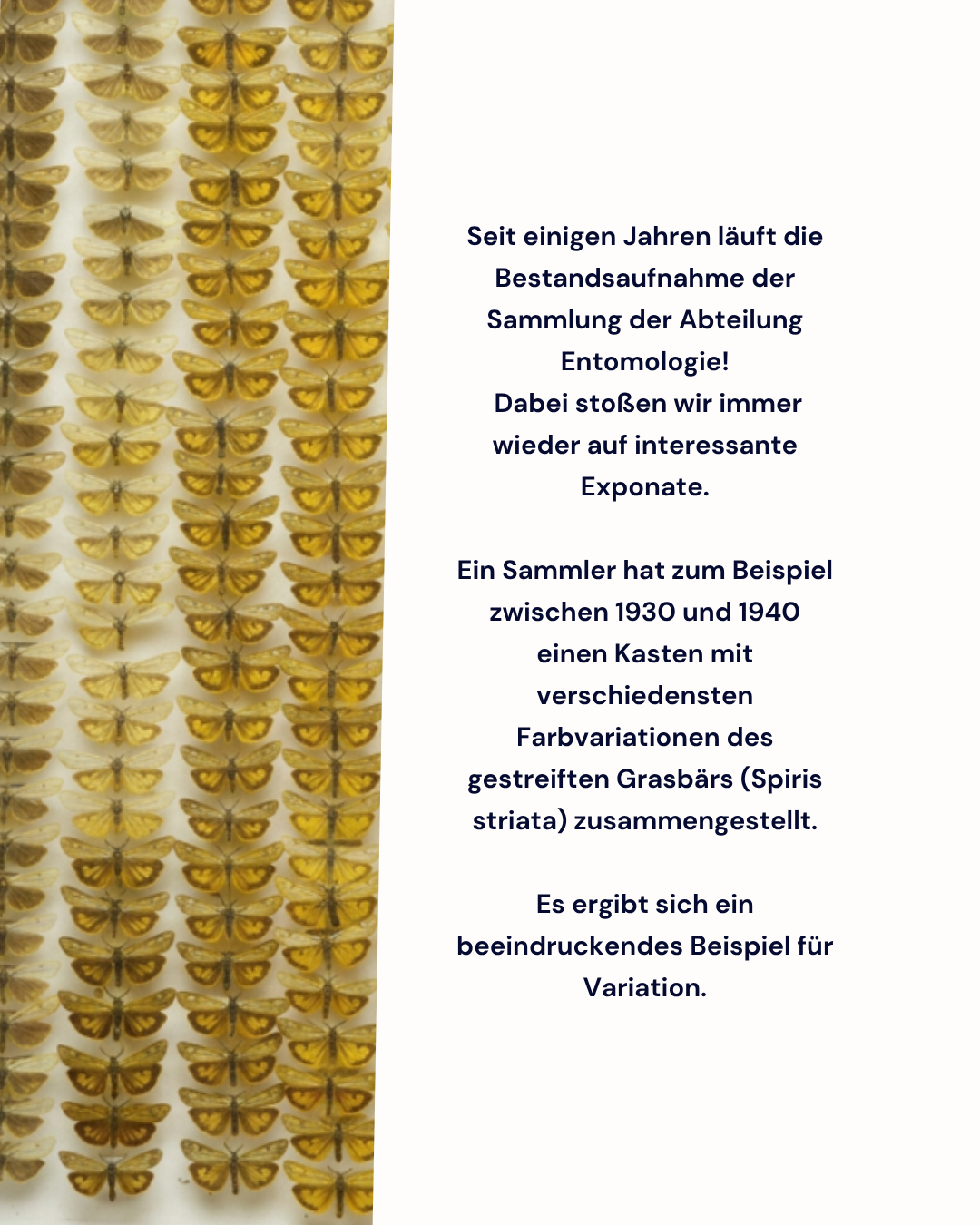 Mehrere Reihen von präparierten Schmetterlingen mit gelb-braunen Flügeln auf der linken Bildseite, rechts Text über eine Sammlung von Farbvariationen des gestreiften Grasbärs