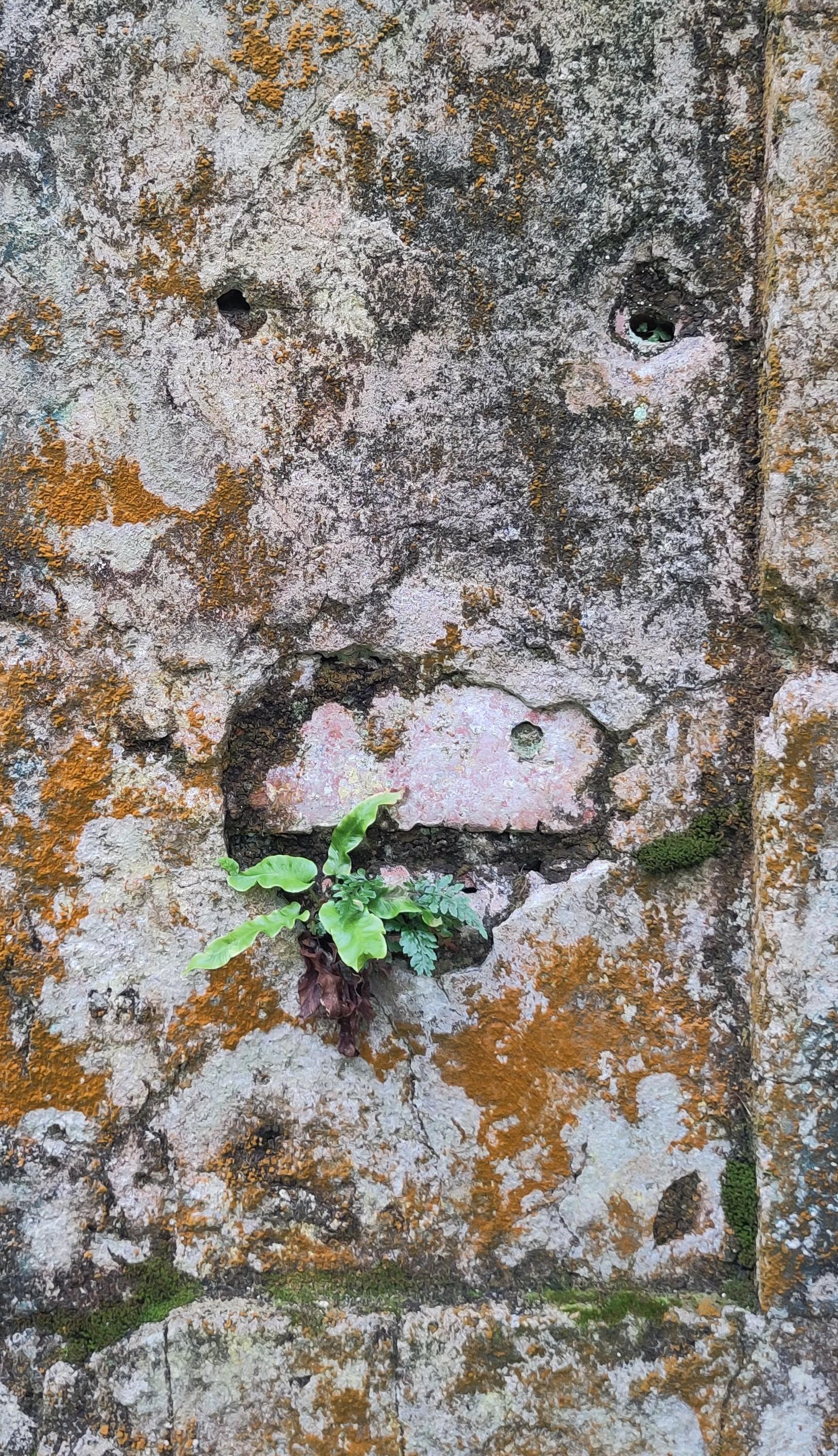 Eine alte, von Moos in verschiedenen Farben überzogene, Mauer.
Einige Fugen sind zu erkennen. 
Oben in der Bildmitte: Zwei Löcher
Bildmitte: Etwas herausgebrochener Stein, aus dem eine Pflanze wächst und auf dem auch zwei Löcher angedeutet sind. 

Für mich stellt das sehr offensichtlich eine Kuh dar, die genüßlich ihren Lieblingsmampf mampft ;)