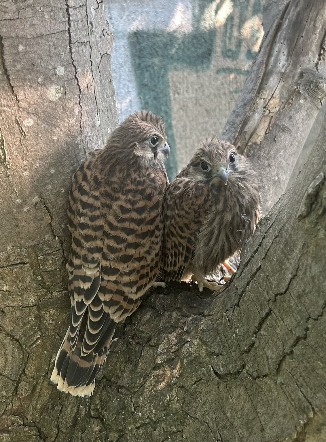 Two young kestrels sit side by side on a forked branch. One is facing the viewer and the other is facing away.