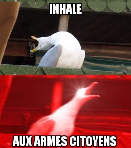 Version française
Description alternative : Un mème en deux panneaux verticaux basé sur le format classique de la mouette qui inhale et crie. Dans le panneau supérieur, une mouette penche sa tête en arrière avec le bec grand ouvert, surmontée du texte en anglais « INHALE » (inspire). Dans le panneau inférieur, l'image est floue avec un filtre rouge intense et un effet de lumière vive sur la tête de la mouette qui crie vers le ciel, accompagnée du texte en bas : « AUX ARMES CITOYENS ».

English Version
Alternative description: A two-panel vertical meme based on the classic "inhaling seagull" format. In the top panel, a seagull bends its head far back with its beak wide open, with the text "INHALE" written above it. In the bottom panel, the image is blurry with a heavy red filter and a lens flare effect on the seagull's head as it screeches upward, with the French lyrics "AUX ARMES CITOYENS" written at the bottom.