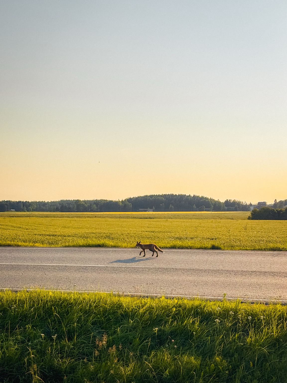 Fuchs auf Landstraße