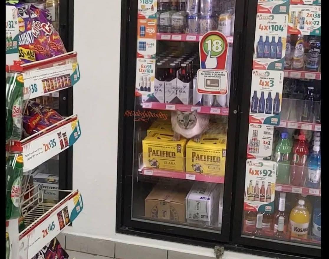 un gato se mira despreocupado dentro de un refrigerador en la sección de bebidas alcohólicas en una tienda convencional