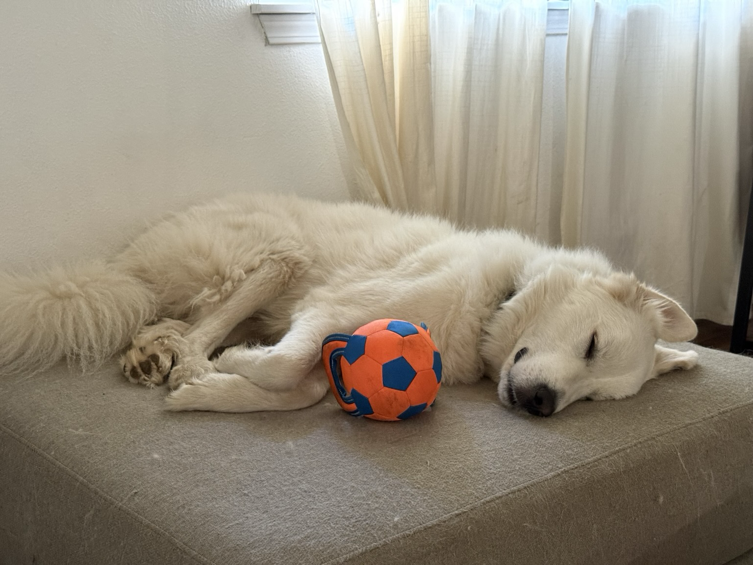 Great Pyrenees napping with his ball