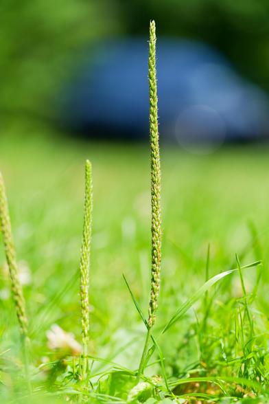 A really impressive seed spike rises over a grassy lawn which is mostly out of focus with two smaller spikes next to it and the blurred outline of a dark car in the far distance.